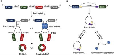 Characterization and Function of Circular RNAs in Plants